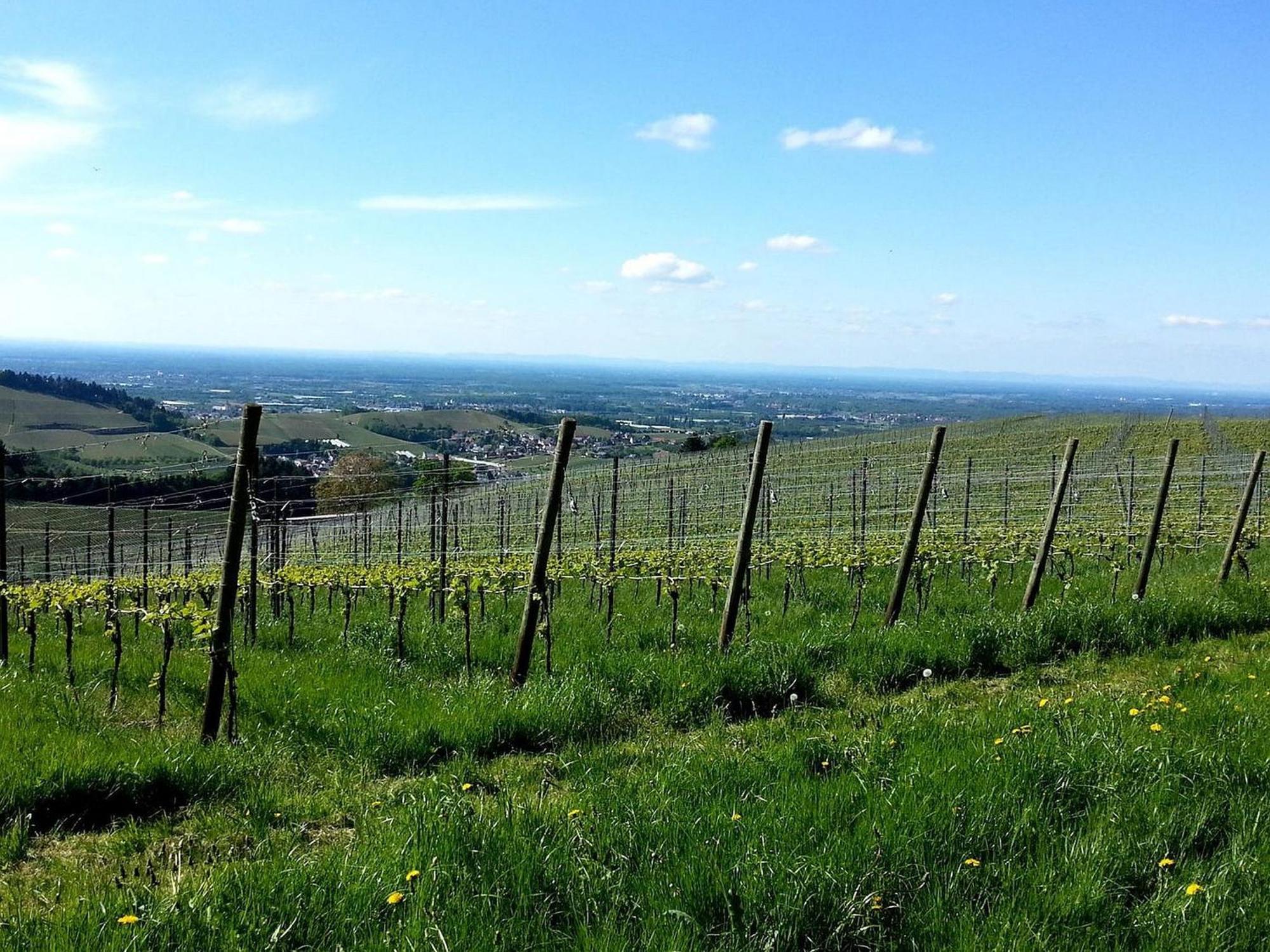 Ferienhof Vordere Alm Oberkirch  Zewnętrze zdjęcie
