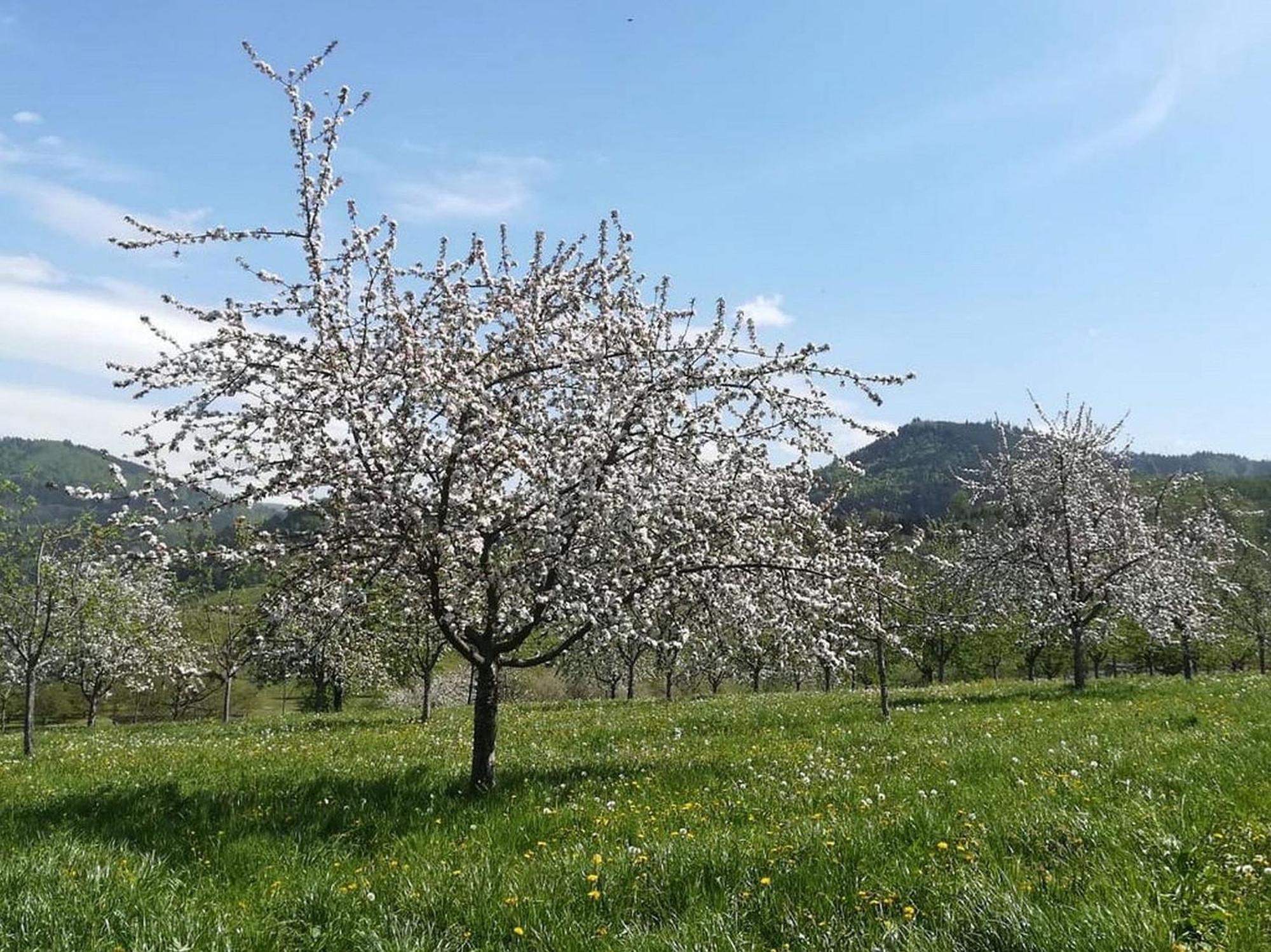 Ferienhof Vordere Alm Oberkirch  Zewnętrze zdjęcie