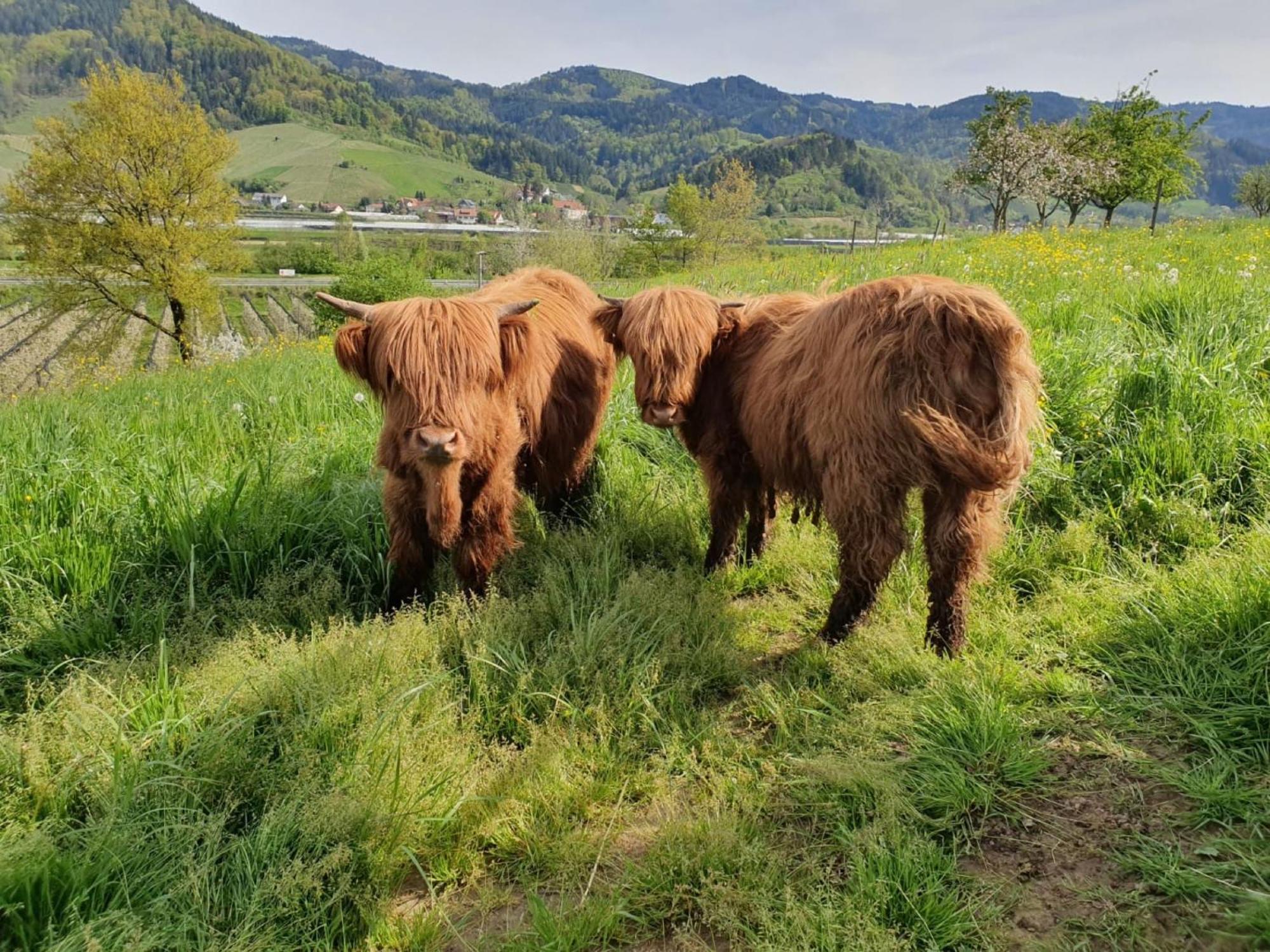 Ferienhof Vordere Alm Oberkirch  Zewnętrze zdjęcie